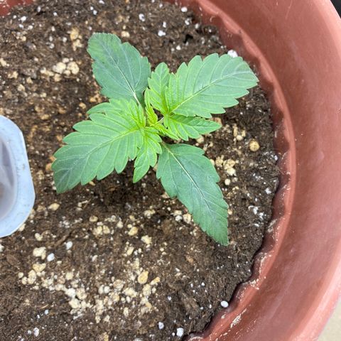Amnesia Haze Auto growlog timeline photo