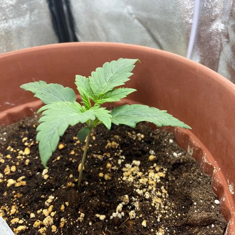 Amnesia Haze Auto growlog timeline photo