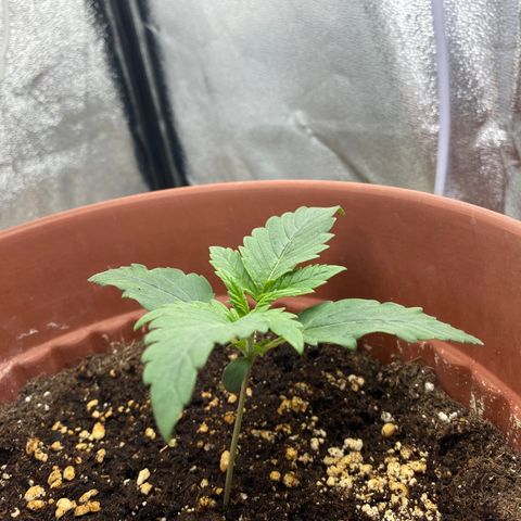 Amnesia Haze Auto growlog timeline photo