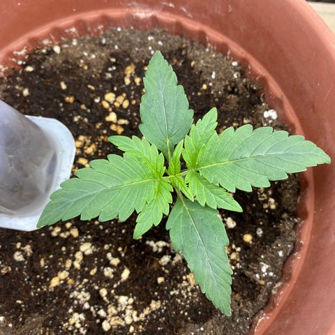 Amnesia Haze Auto growlog timeline photo
