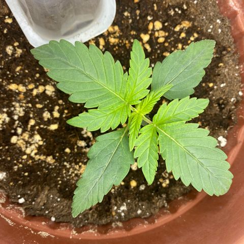 Amnesia Haze Auto growlog timeline photo