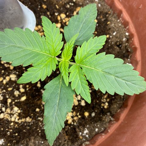 Amnesia Haze Auto growlog timeline photo
