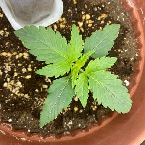 Amnesia Haze Auto growlog timeline photo