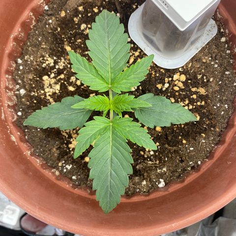 Amnesia Haze Auto growlog timeline photo