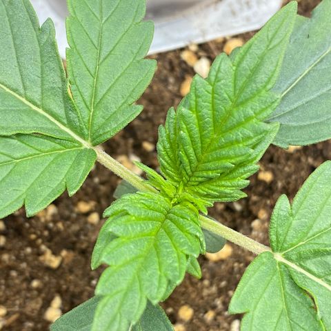 Amnesia Haze Auto growlog timeline photo