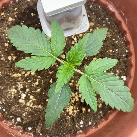 Amnesia Haze Auto growlog timeline photo