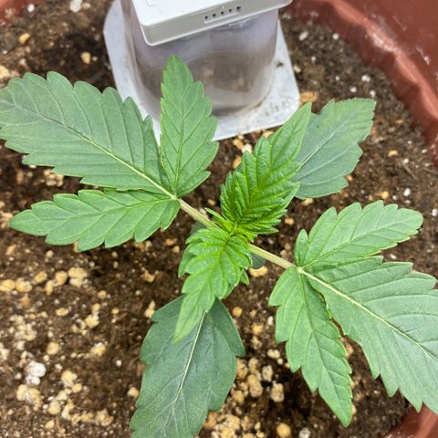 Amnesia Haze Auto growlog timeline photo