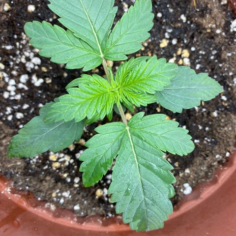 Amnesia Haze Auto growlog timeline photo