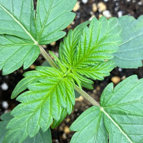 Amnesia Haze Auto growlog timeline photo