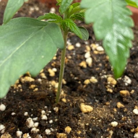 Amnesia Haze Auto growlog timeline photo
