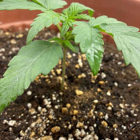 Amnesia Haze Auto growlog timeline photo