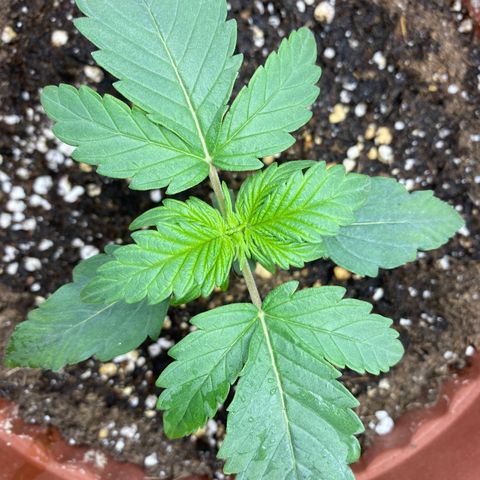 Amnesia Haze Auto growlog timeline photo