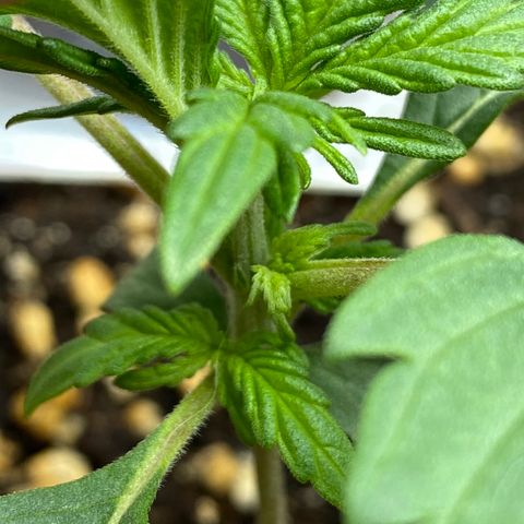 Amnesia Haze Auto growlog timeline photo