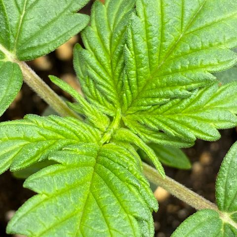 Amnesia Haze Auto growlog timeline photo