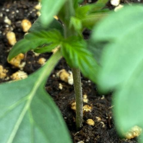 Amnesia Haze Auto growlog timeline photo