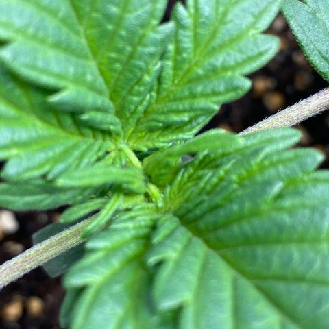 Amnesia Haze Auto growlog timeline photo