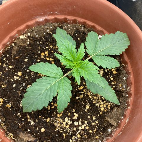 Amnesia Haze Auto growlog timeline photo