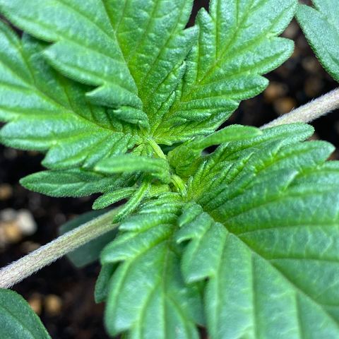 Amnesia Haze Auto growlog timeline photo