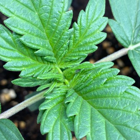 Amnesia Haze Auto growlog timeline photo