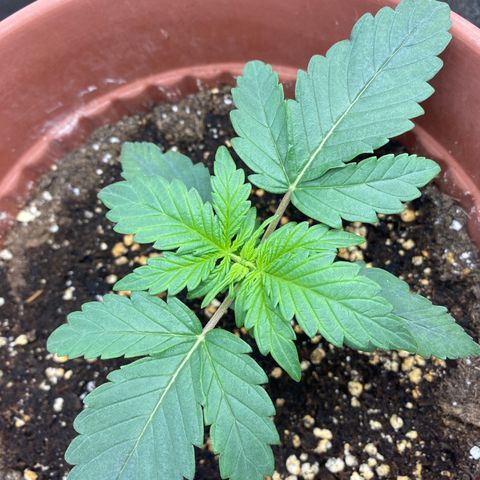 Amnesia Haze Auto growlog timeline photo