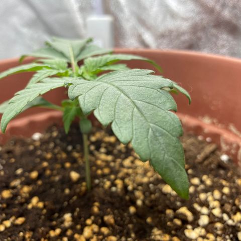 Amnesia Haze Auto growlog timeline photo