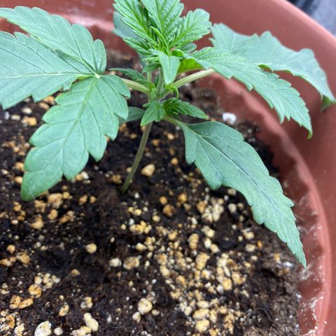 Amnesia Haze Auto growlog timeline photo