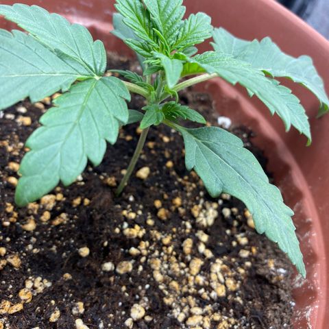Amnesia Haze Auto growlog timeline photo