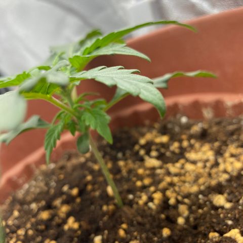 Amnesia Haze Auto growlog timeline photo