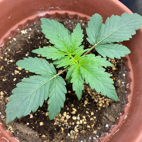 Amnesia Haze Auto growlog timeline photo