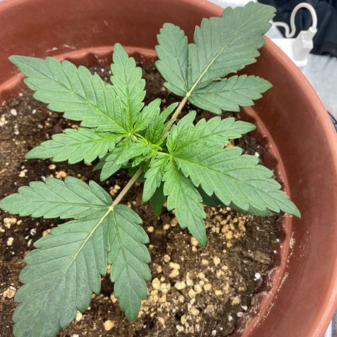 Amnesia Haze Auto growlog timeline photo