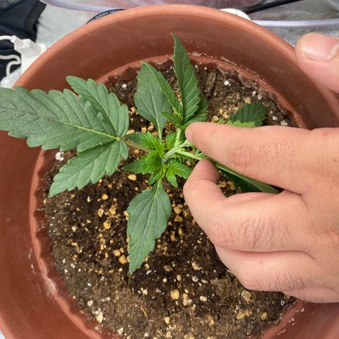 Amnesia Haze Auto growlog timeline photo