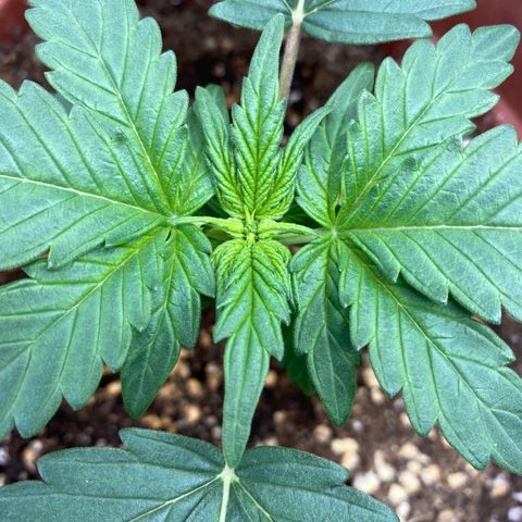 Amnesia Haze Auto growlog timeline photo