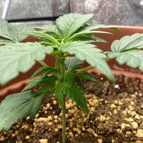 Amnesia Haze Auto growlog timeline photo