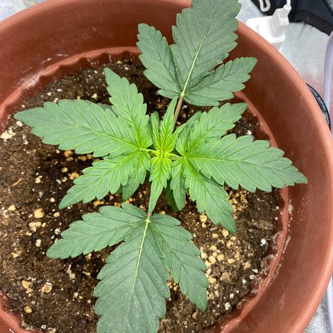 Amnesia Haze Auto growlog timeline photo