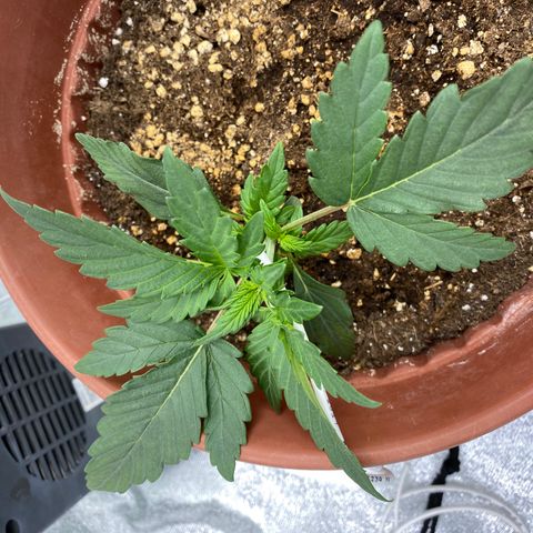 Amnesia Haze Auto growlog timeline photo