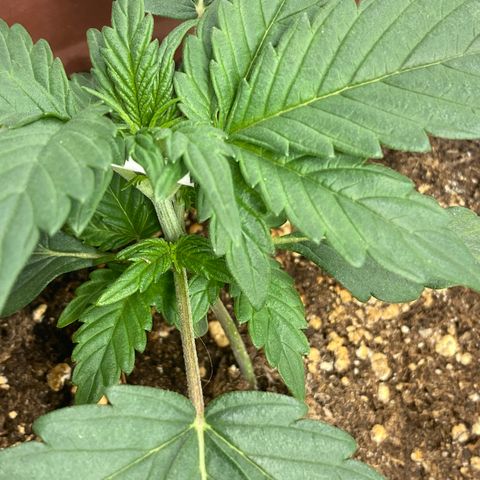 Amnesia Haze Auto growlog timeline photo