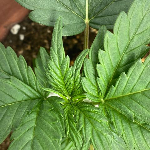 Amnesia Haze Auto growlog timeline photo