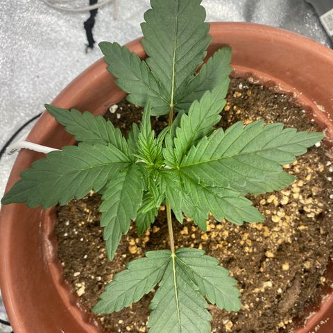 Amnesia Haze Auto growlog timeline photo