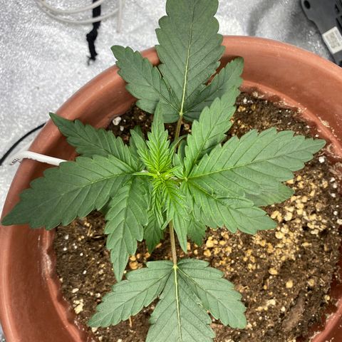 Amnesia Haze Auto growlog timeline photo