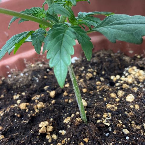Amnesia Haze Auto growlog timeline photo
