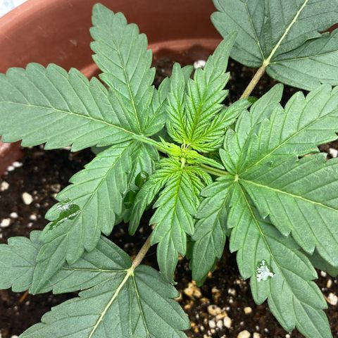 Amnesia Haze Auto growlog timeline photo