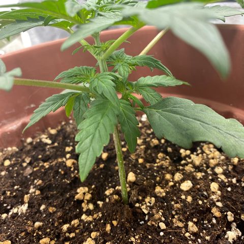 Amnesia Haze Auto growlog timeline photo