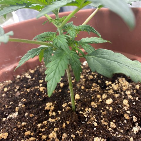 Amnesia Haze Auto growlog timeline photo