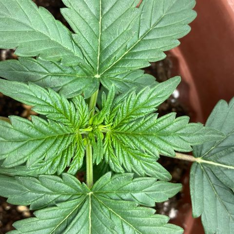 Amnesia Haze Auto growlog timeline photo