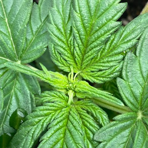 Amnesia Haze Auto growlog timeline photo