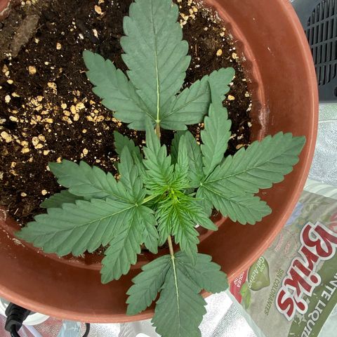 Amnesia Haze Auto growlog timeline photo