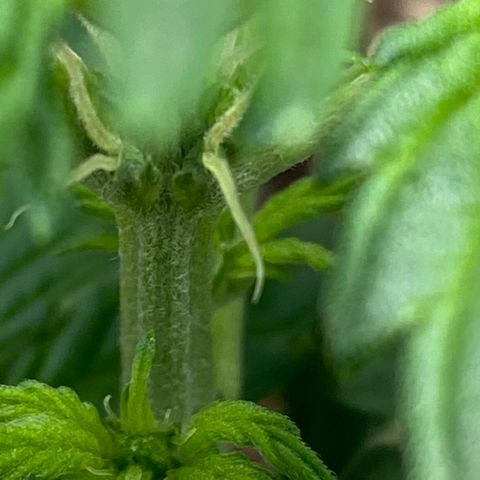 Amnesia Haze Auto growlog timeline photo