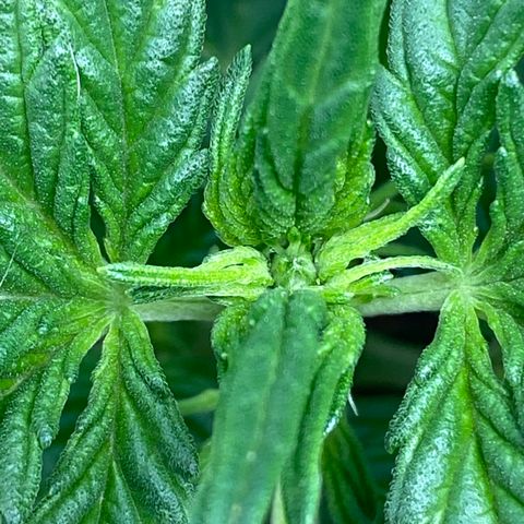 Amnesia Haze Auto growlog timeline photo