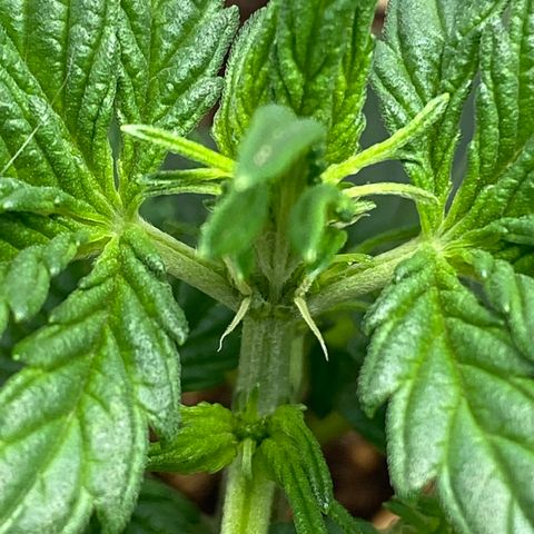 Amnesia Haze Auto growlog timeline photo