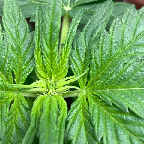 Amnesia Haze Auto growlog timeline photo